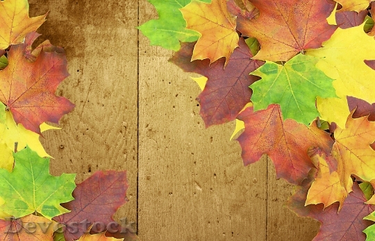 Devostock Autumn Background Wood Colorful 0