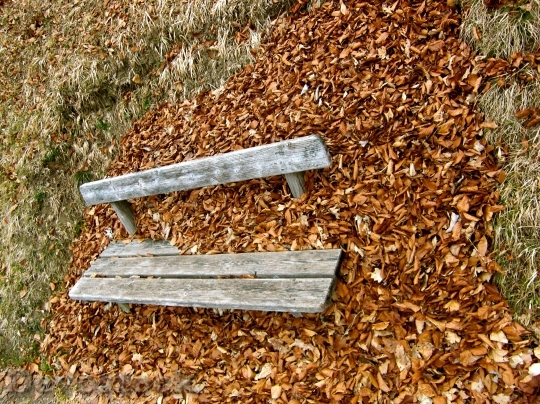 Devostock Autumn Bank Leaves Seasons