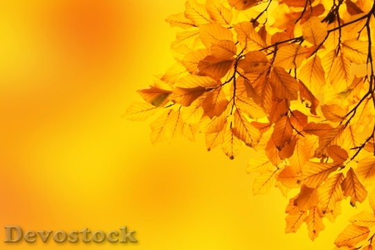 Devostock Autumn Beech Leaves Branch 0