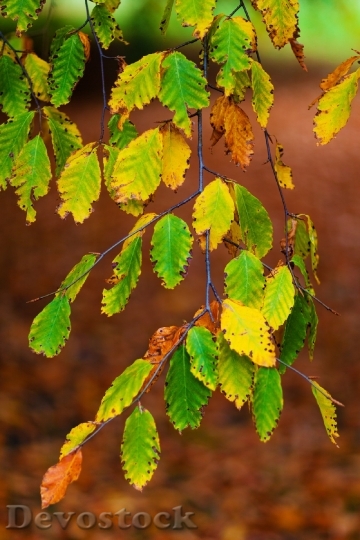 Devostock Autumn Beech Leaves Branch 2