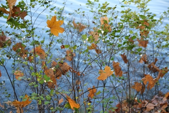 Devostock Autumn Bush Leaves Water