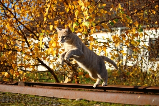 Devostock Autumn Cat Leaves Mieze 0