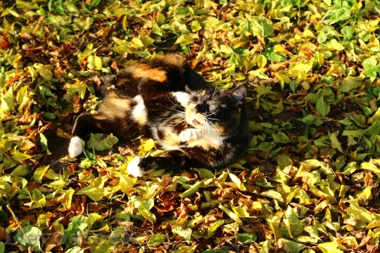 Devostock Autumn Cat Lucky Cat 1