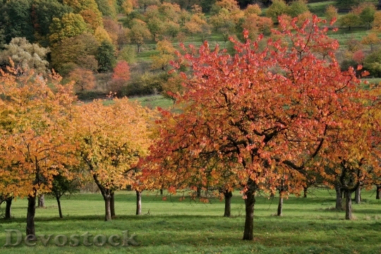 Devostock Autumn Cherry Trees Fall