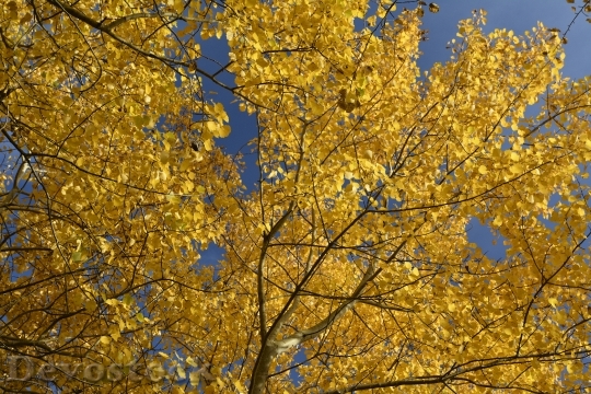 Devostock Autumn Color Golden Autumn