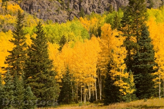 Devostock Autumn Color Yellow Nature