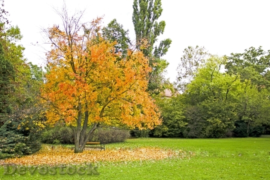 Devostock Autumn Color Yellow Tree