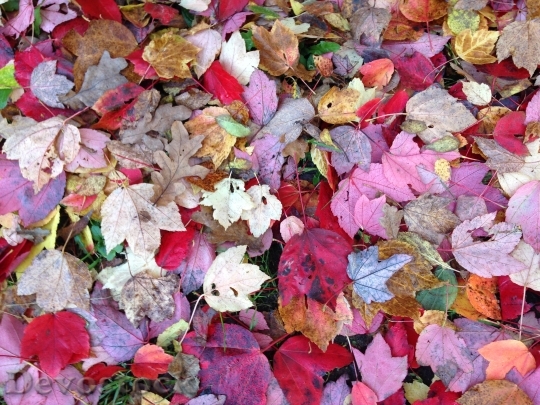 Devostock Autumn Colorful Leaves Fall
