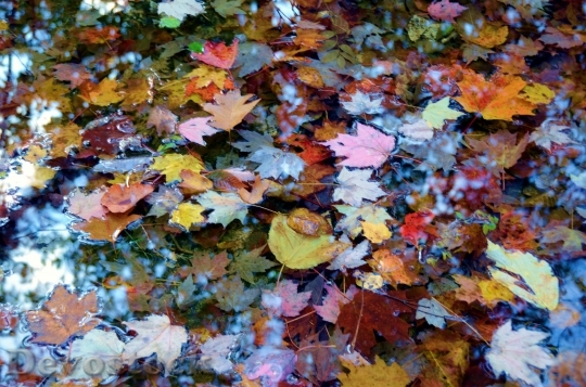 Devostock Autumn Colorful Leaves Scenery