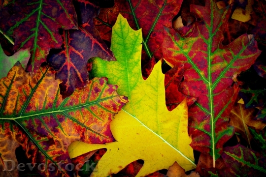 Devostock Autumn Colors Leaves Season 0