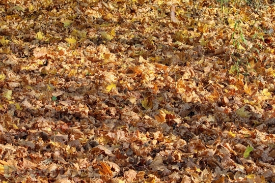 Devostock Autumn Colours Leaves Fall 0