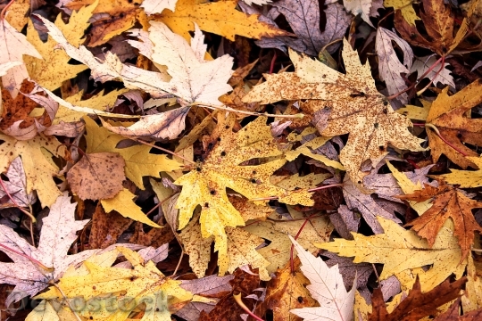 Devostock Autumn Colours Leaves Fall 1
