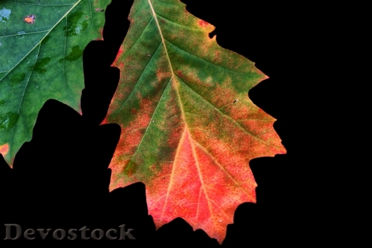 Devostock Autumn Colours Leaves Fall