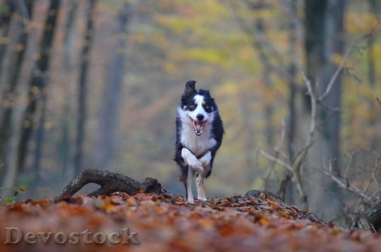 Devostock Autumn Dog Running Dog 0