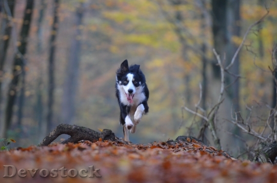 Devostock Autumn Dog Running Dog 1