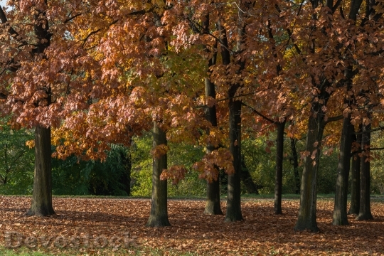 Devostock Autumn Dried Leaves Nature