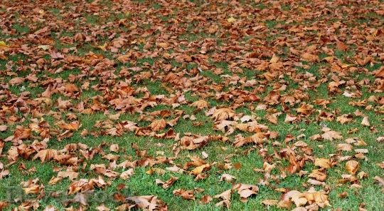 Devostock Autumn Dried Leaves Prato