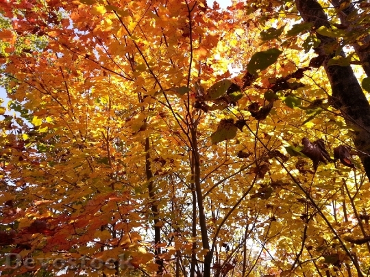Devostock Autumn Fall Color Colour