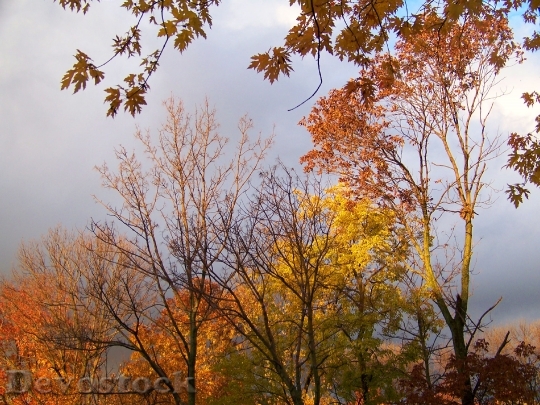 Devostock Autumn Fall Colors Leaves 1