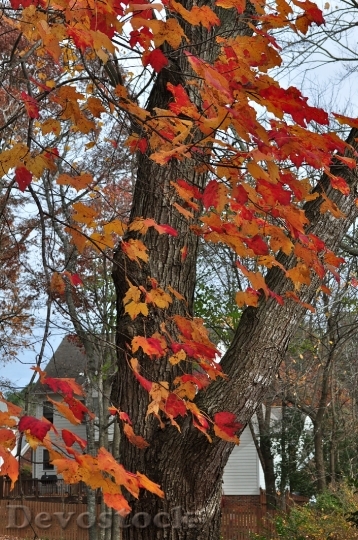 Devostock Autumn Fall Fall Colors