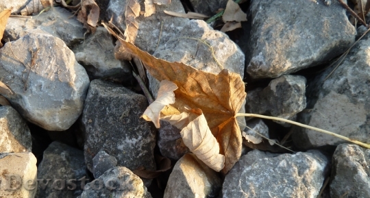Devostock Autumn Fall Foliage 174034