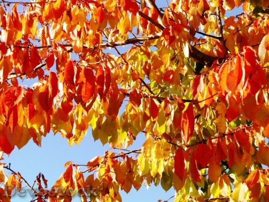 Devostock Autumn Fall Foliage Golden 38