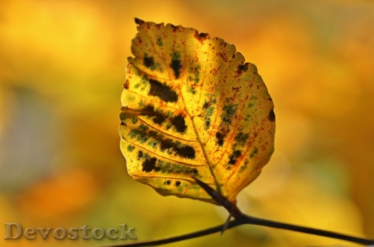 Devostock Autumn Fall Foliage Leaves 8