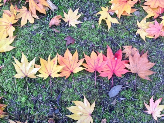 Devostock Autumn Fall Leaves 1028858