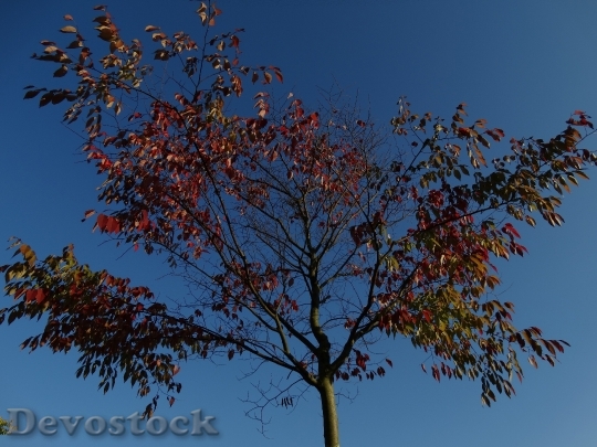 Devostock Autumn Fall Leaves Blue