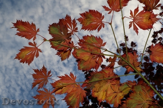 Devostock Autumn Fall Leaves Colors 2
