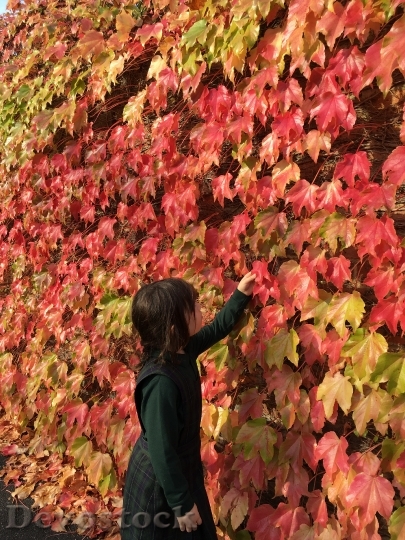 Devostock Autumn Fall Leaves Red 1