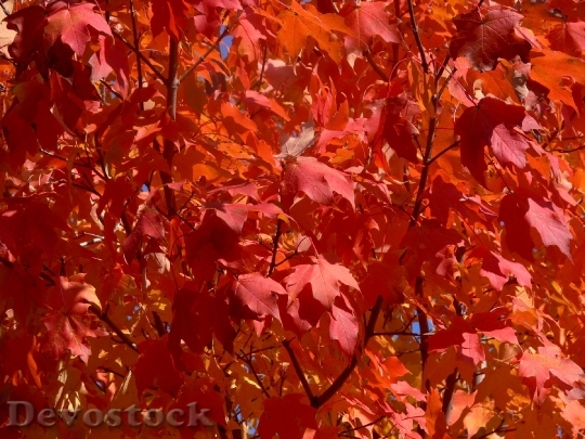 Devostock Autumn Fall Leaves Red