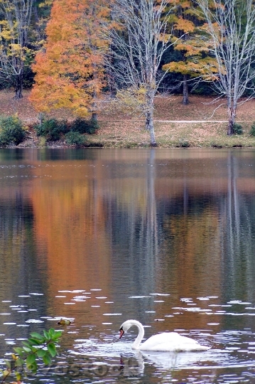 Devostock Autumn Fall Leaves Swan