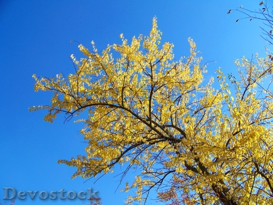 Devostock Autumn Fall Leaves Trees 3