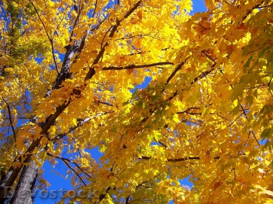 Devostock Autumn Fall Maple Tree 0