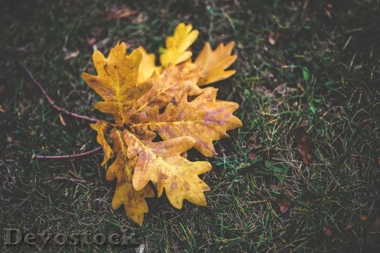 Devostock Autumn Fall Oak Leaves