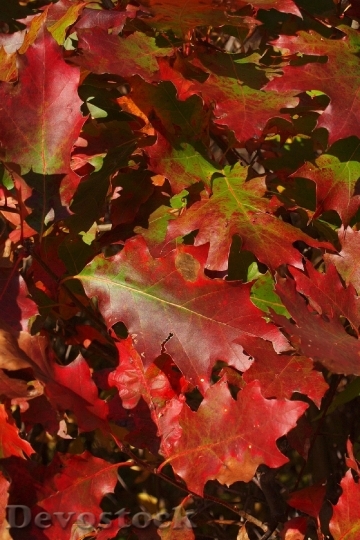 Devostock Autumn Fall Red Green