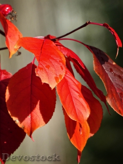 Devostock Autumn Fall Red Leaves 5