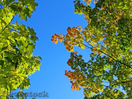 Devostock Autumn Fall Trees Leaves 3