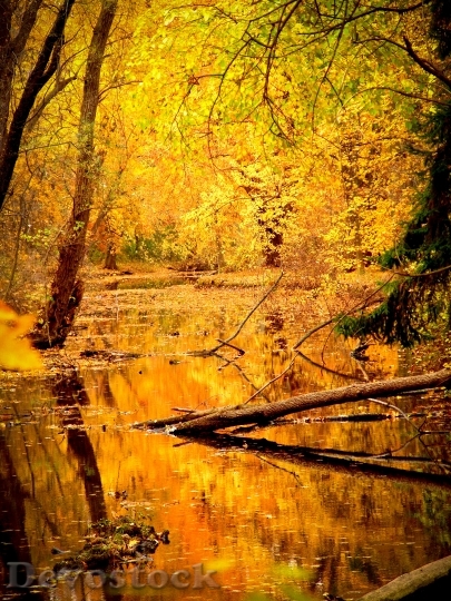 Devostock Autumn Fall Trees Swamp