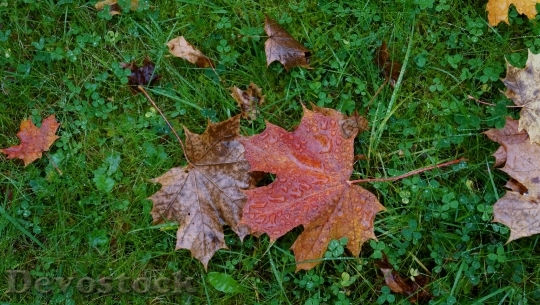 Devostock Autumn Fallen Leaves Maple 0