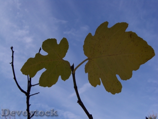 Devostock Autumn Fig Plants Leaves