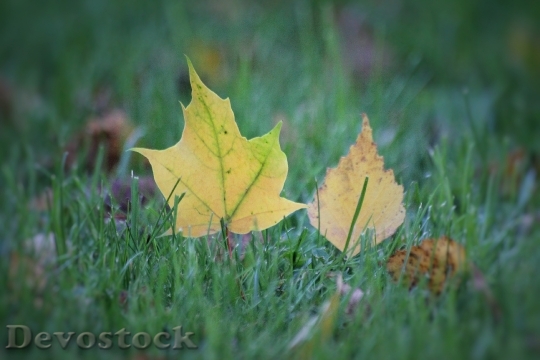 Devostock Autumn Foliage Autumn Leaves