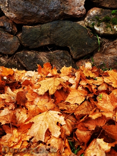 Devostock Autumn Foliage Colors Stone