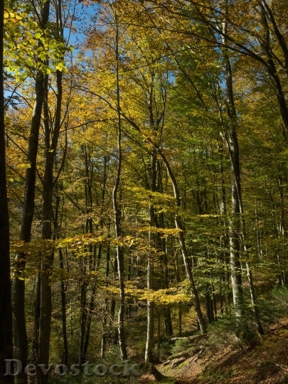 Devostock Autumn Forest Away Leaves