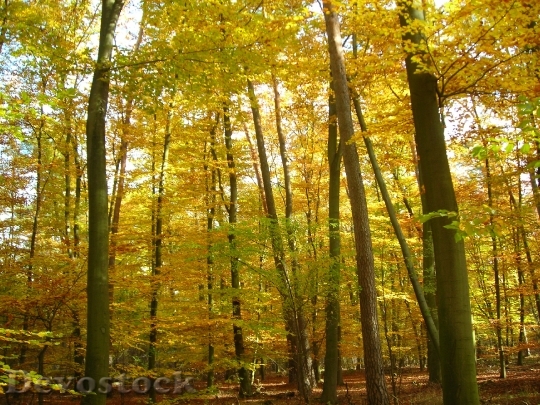 Devostock Autumn Forest Emerge Golden