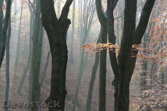 Devostock Autumn Forest Nature Fog