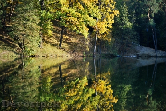 Devostock Autumn Forest Nature Golden