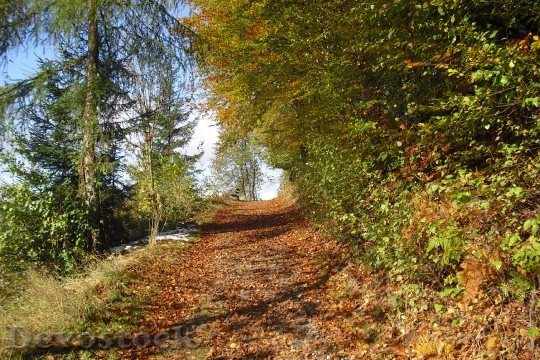 Devostock Autumn Forest Path Nature