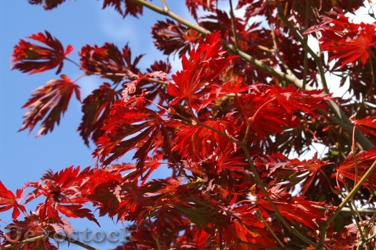 Devostock Autumn Japanese Maple Leaf